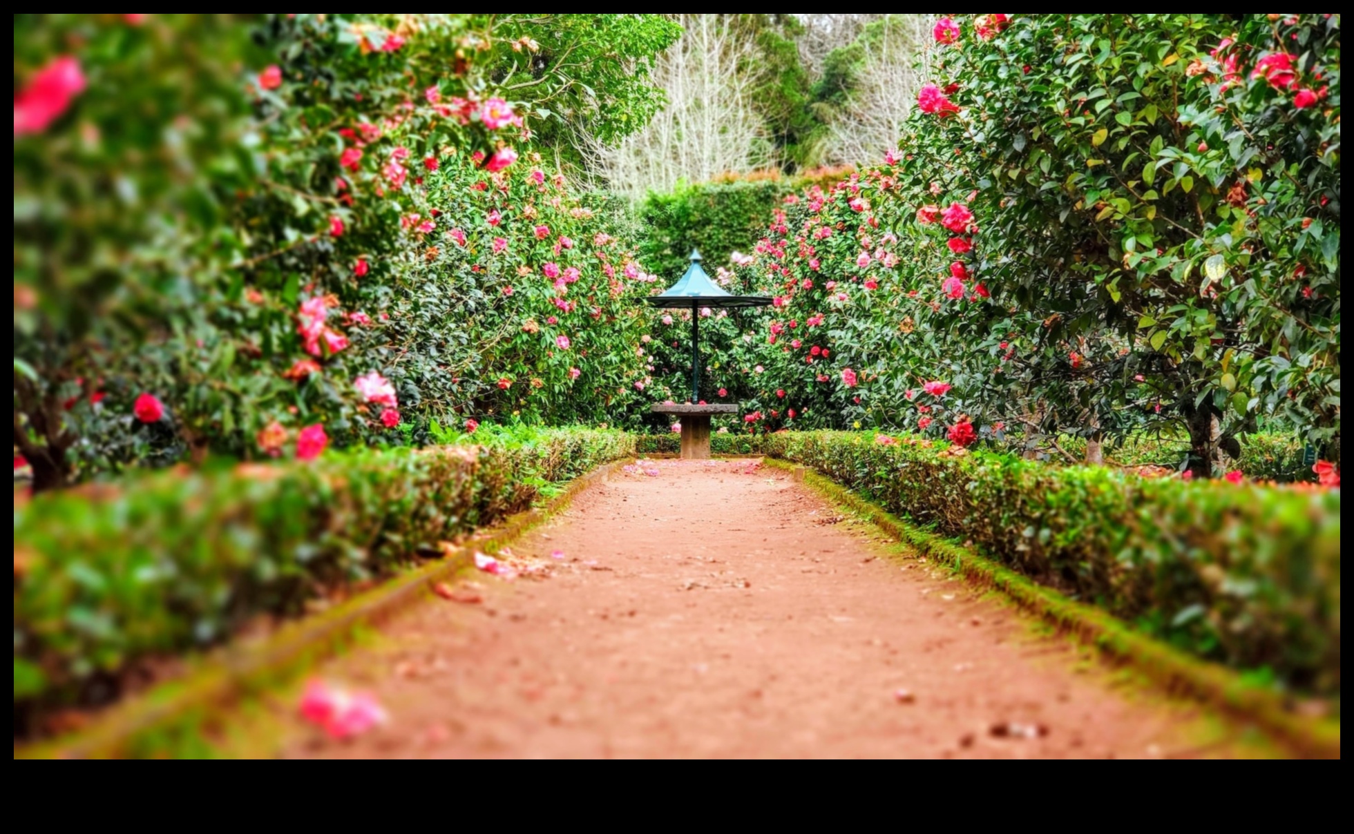 Charm in Every Petal: Elevate Your Garden with Artistic Flair