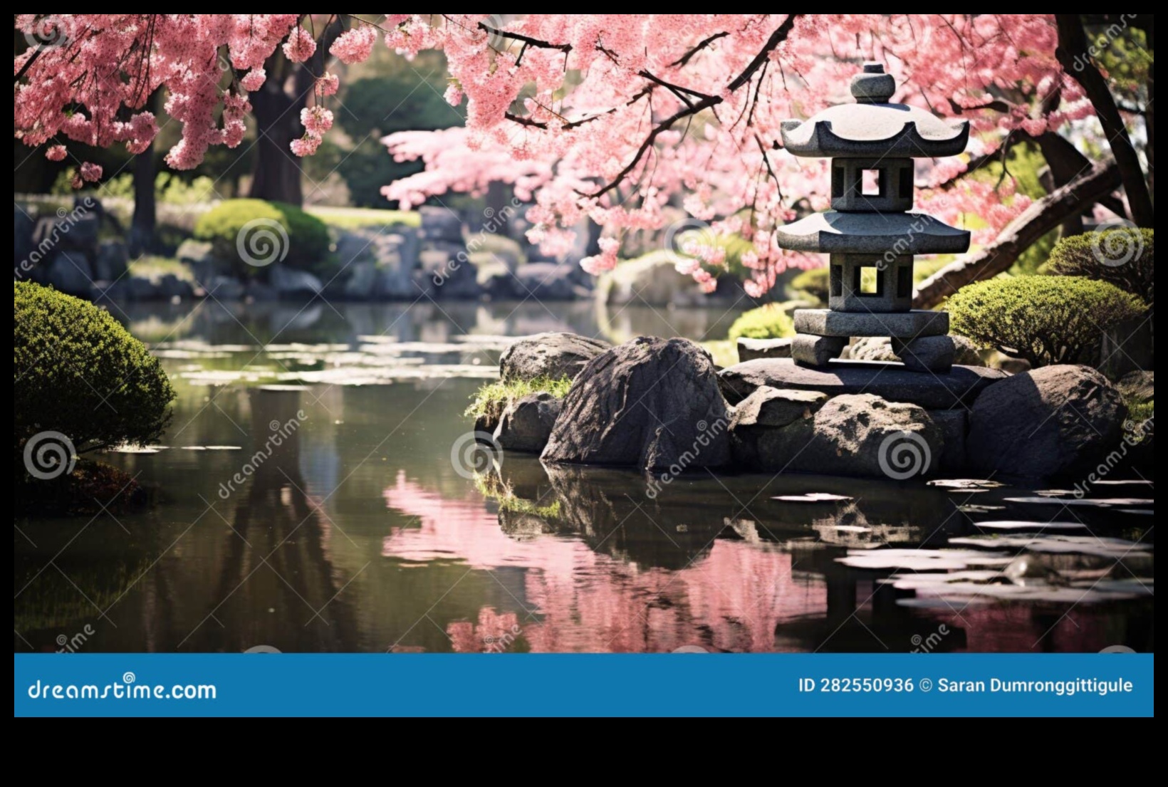 Cherry Blossom Dreams: Japanese Garden Tranquility