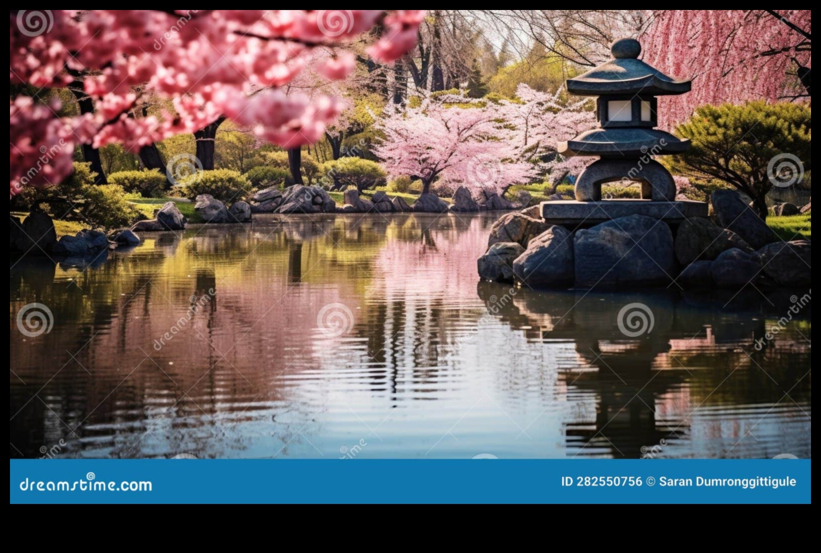 Cherry Blossom Dreams: Japanese Garden Tranquility