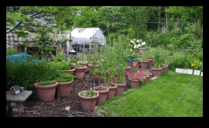 City Blooms: Urban Gardening Tips for Small Spaces