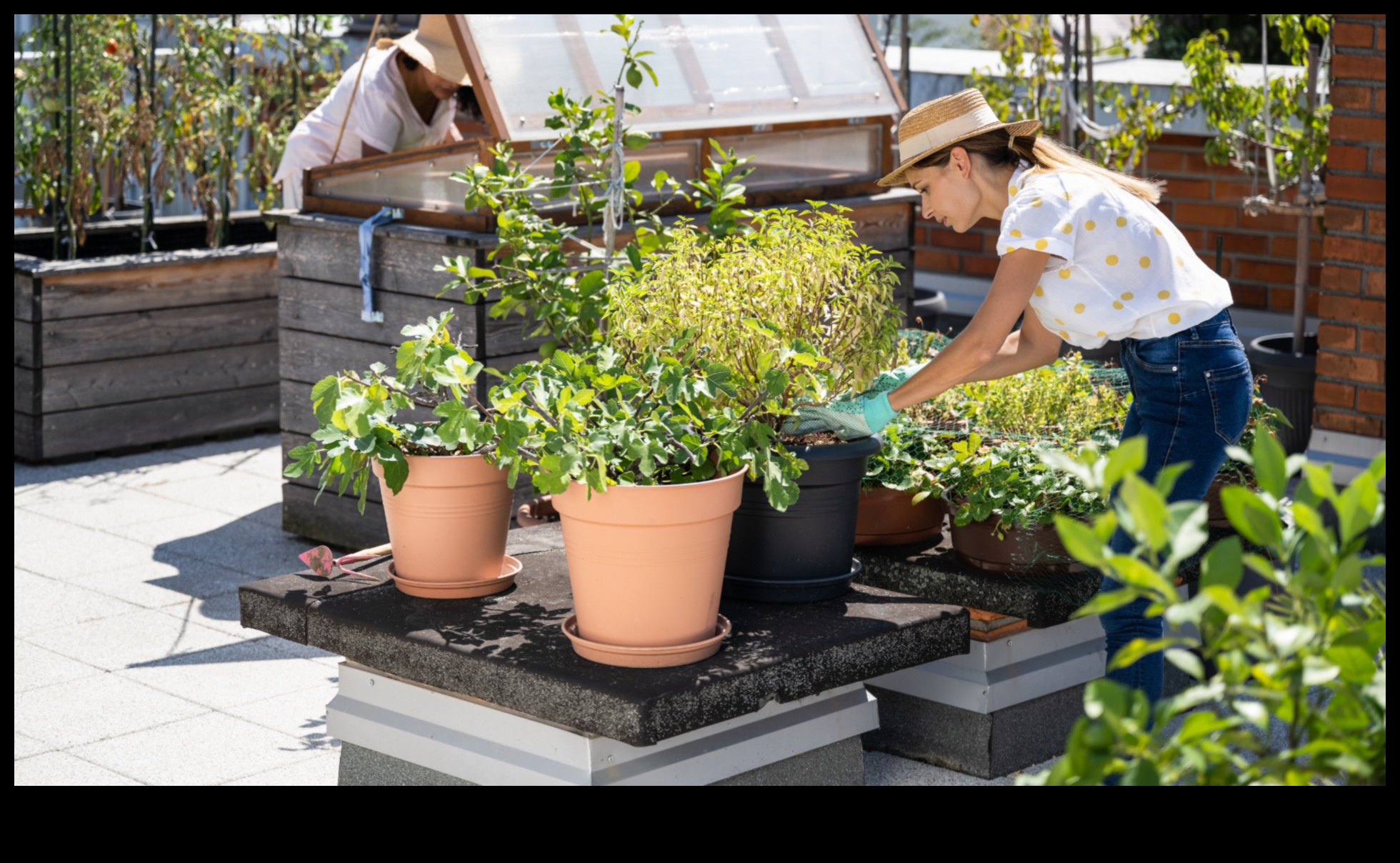 City Greens Grow Your Own Food in the Concrete Jungle 3 City Greens: Urban Gardening Essentials for Beginners