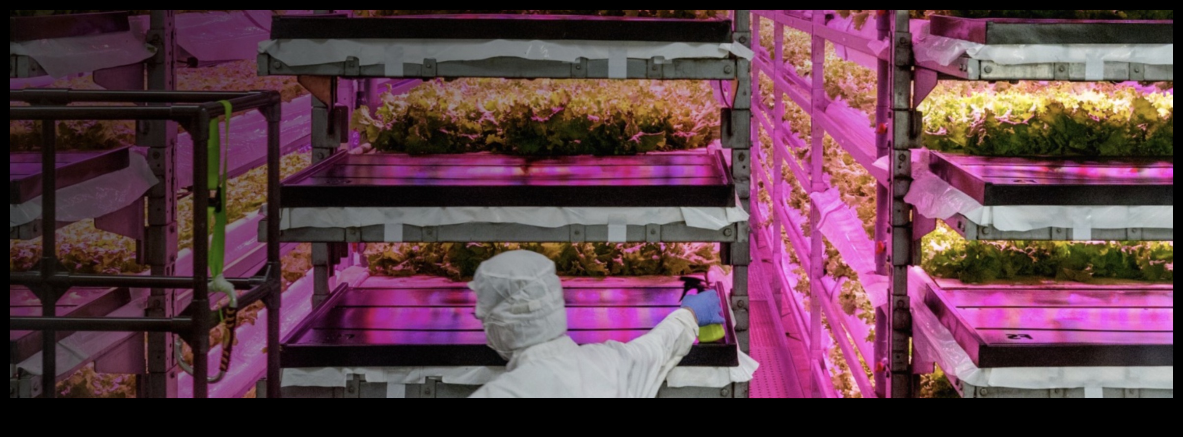 City Greens Grow Your Own Food in the Concrete Jungle 4 City Greens: Urban Gardening Essentials for Beginners