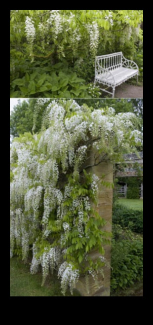 Climbing to Elegance Vertical Gardens That Will Take Your Breath Away 1