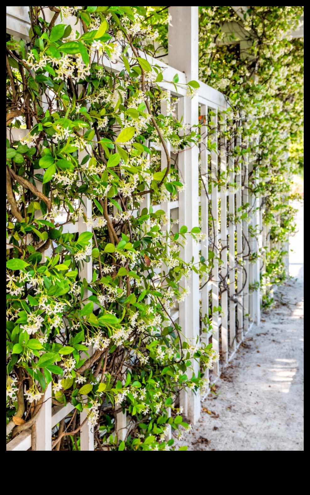 Climbing to Paradise Vertical Gardening Mastery RevealedHow to Grow Your Own Garden in the Air 4 Climbing to Paradise: Vertical Gardening Mastery Revealed