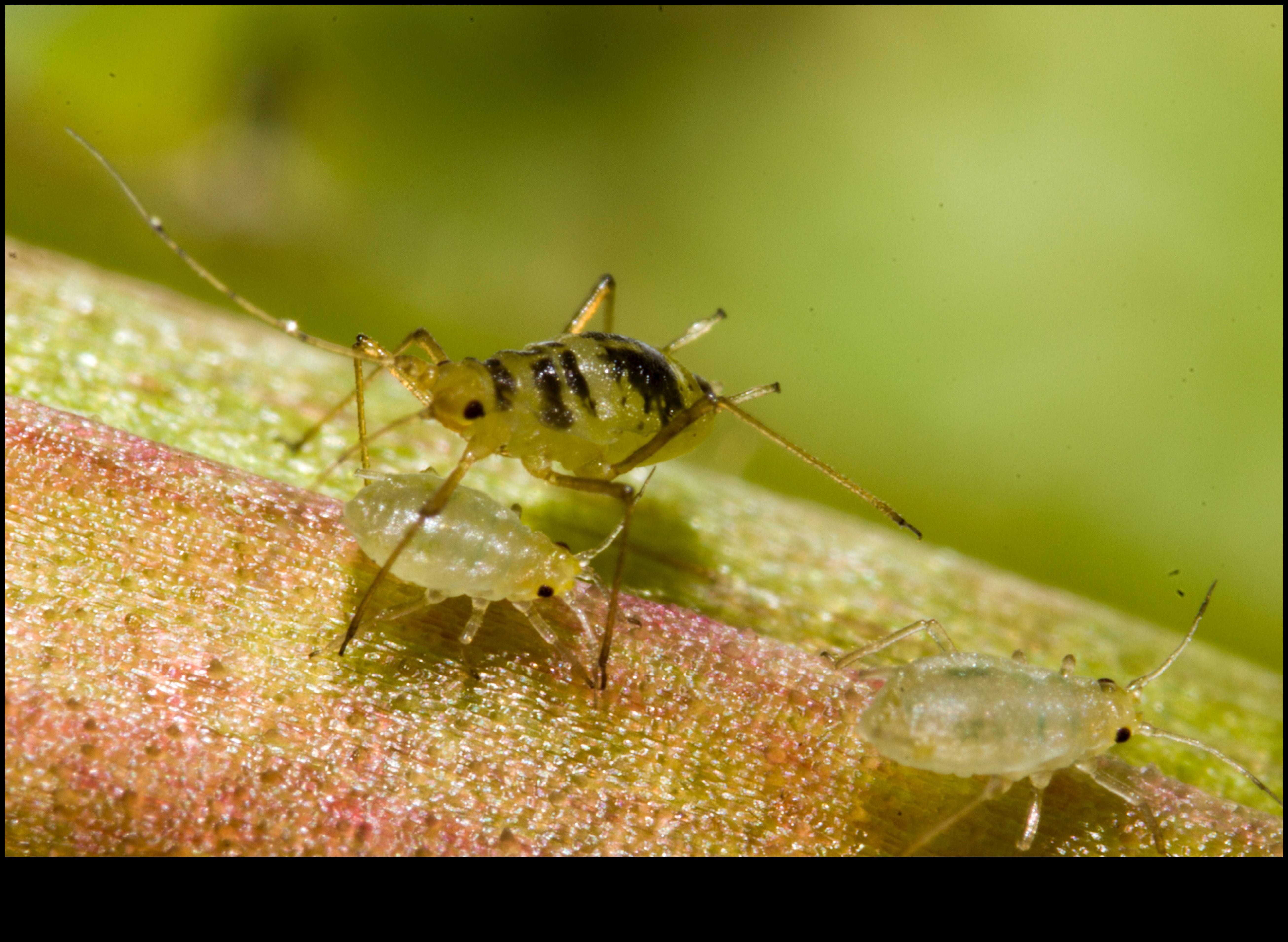 Crawlies, Creepies, and Control: Mastering Garden Pest Defense