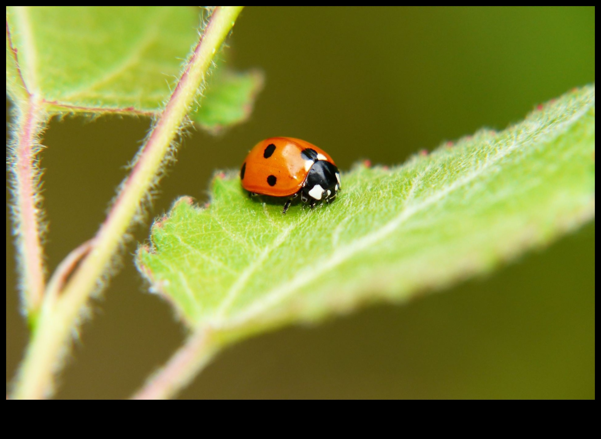 Crawlies, Creepies, and Control: Mastering Garden Pest Defense