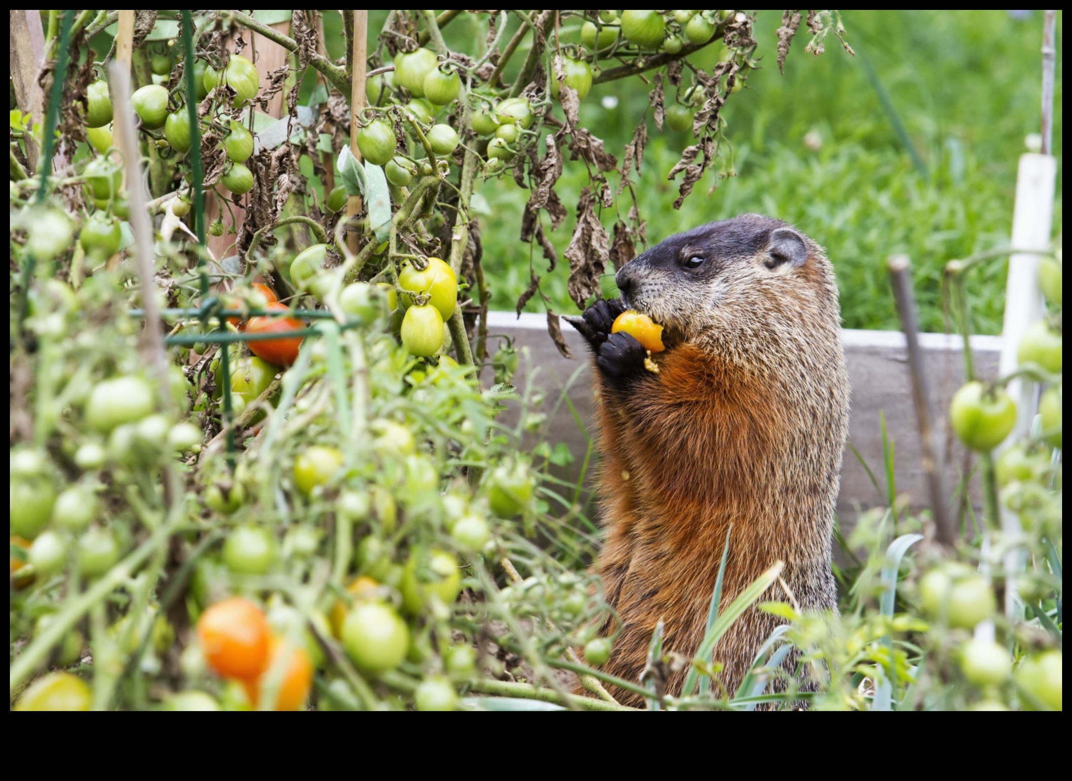 Critter Combat: Strategies to Safeguard Your Garden