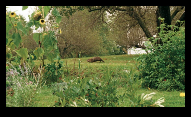 Critter Conundrum How to Defend Your Garden Oasis 3 Critter Conundrum? Defend Your Garden Oasis