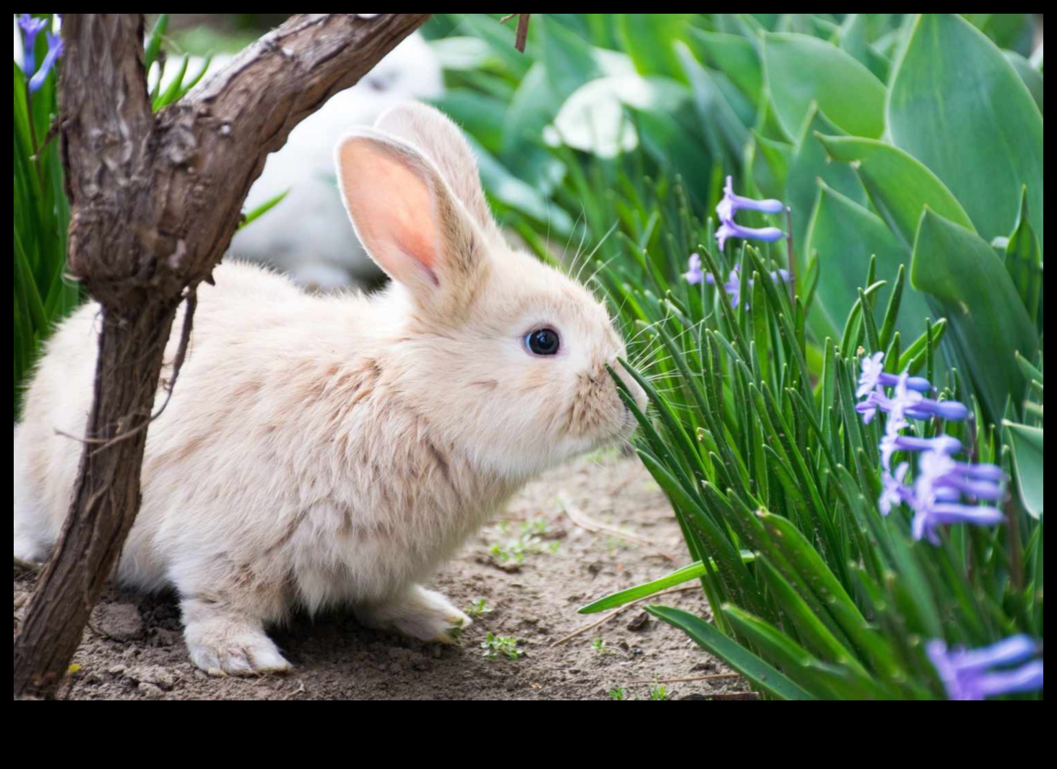 Critter Crisis? Solutions for a Pest-Free Garden