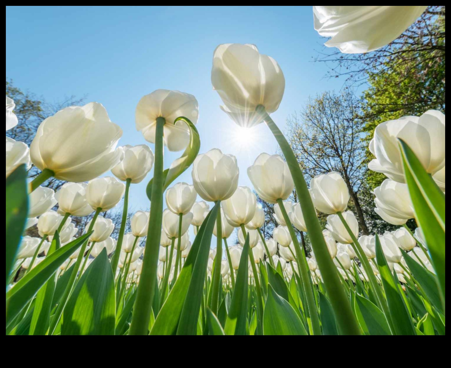 Cultivate Beauty How to Keep Your Garden Looking its Best All Year Round 3 Cultivate Beauty: Unlocking the Secrets of Effective Garden Maintenance