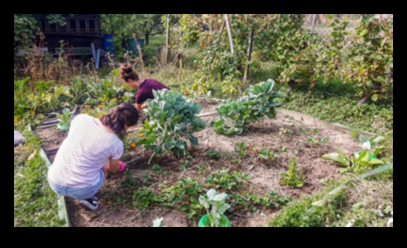 Cultivate Knowledge Engaging Garden Workshop SeriesLearn about gardening, sustainability, and more with our informative and interactive workshops. 1