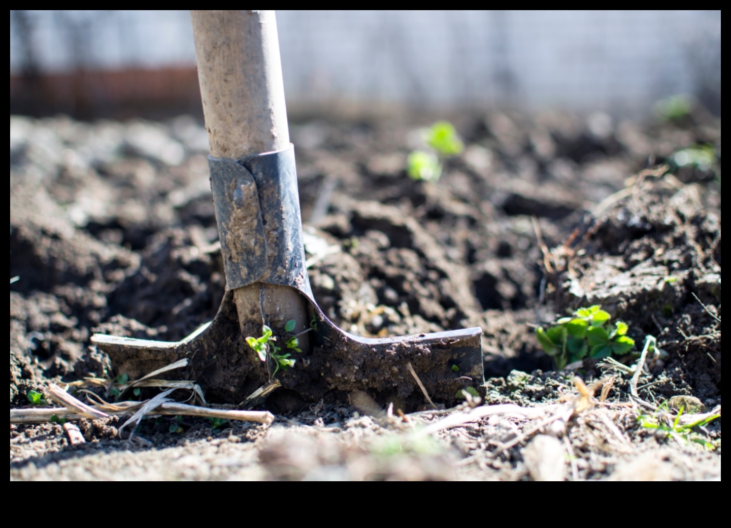 Cultivate Life: Growing Wellness in Your Organic Garden