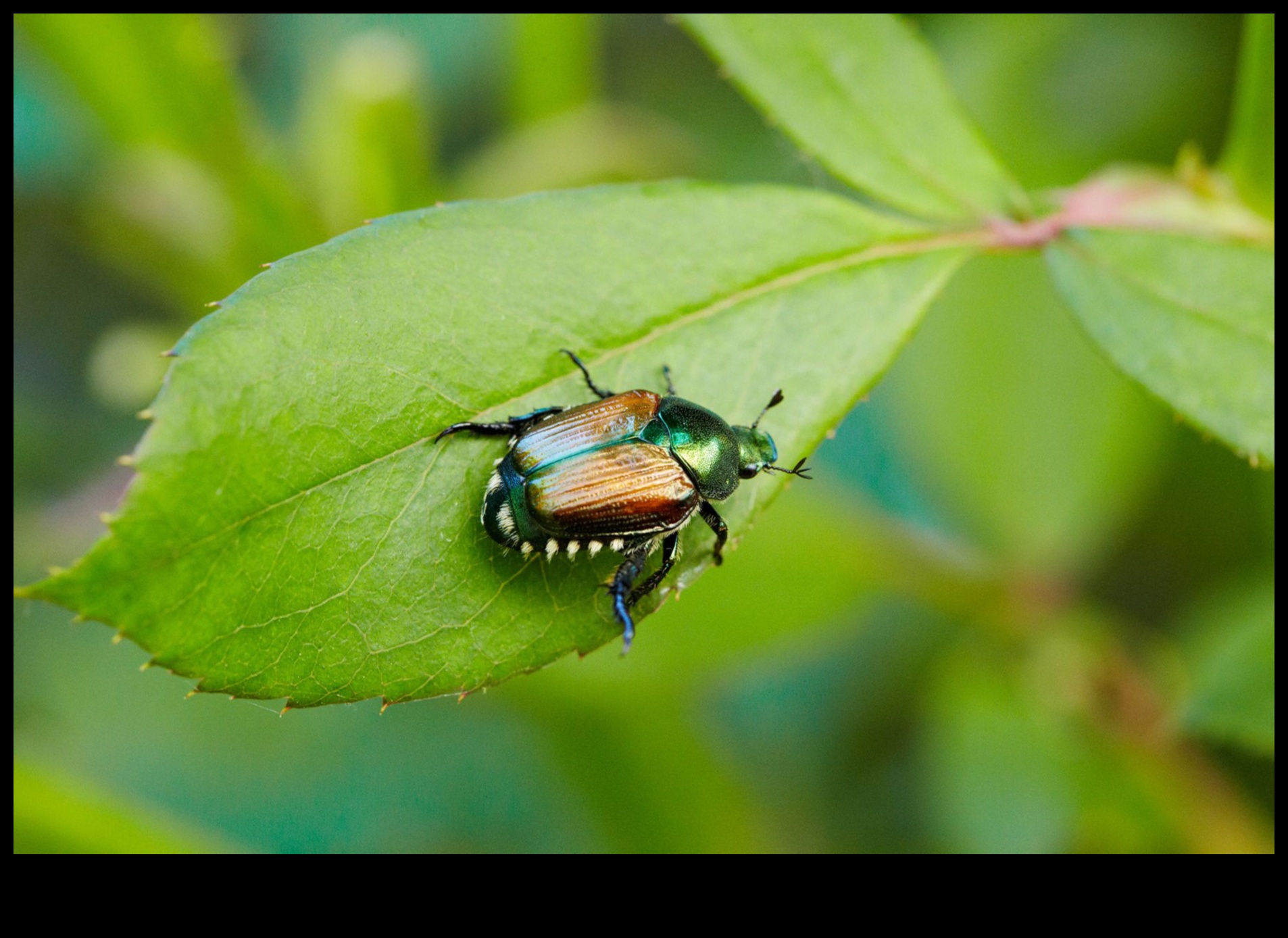 Defend, Deter, Defeat: Navigating Garden Pest Challenges