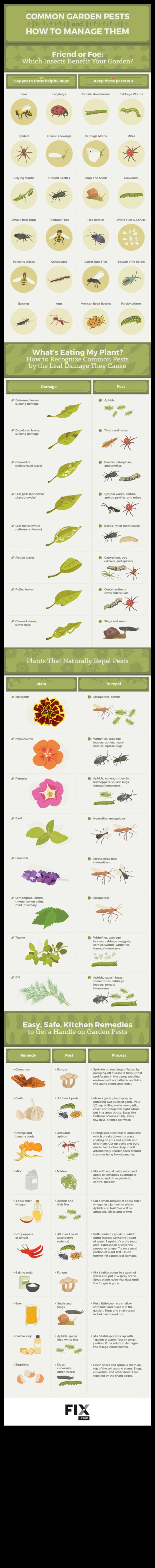 Defend the Dream: Strategies for Garden Pest Management