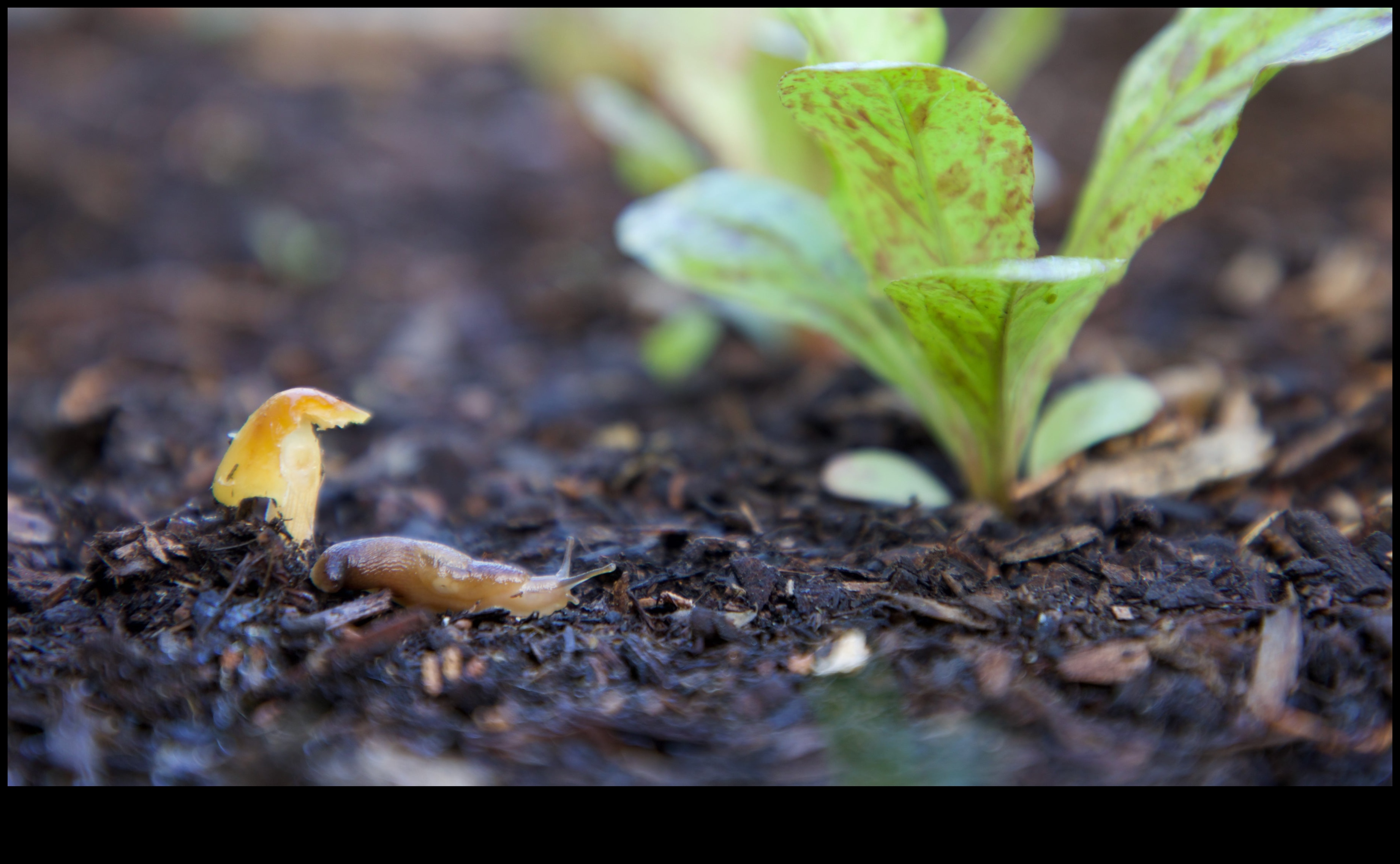 Defending Eden: Strategies for a Pest-Free Garden