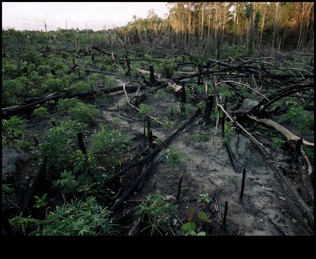Deforestation A Threat to Tropical Landscapes 1