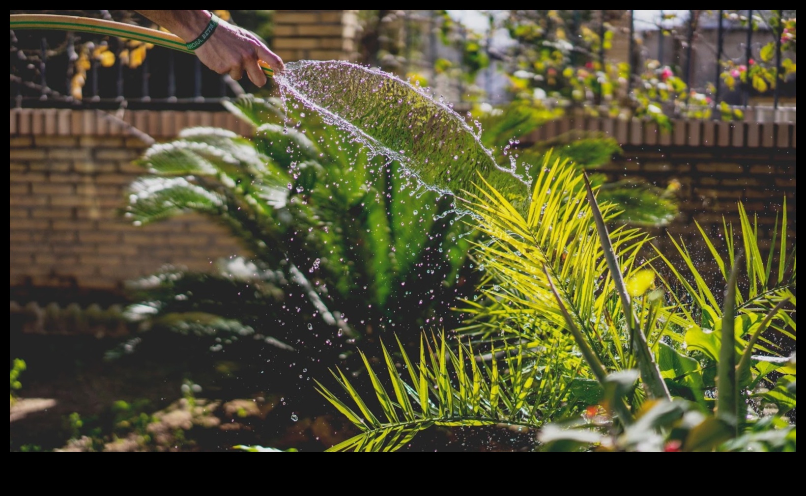 Designing Eden: Pro Tips for Crafting Your Dream Garden