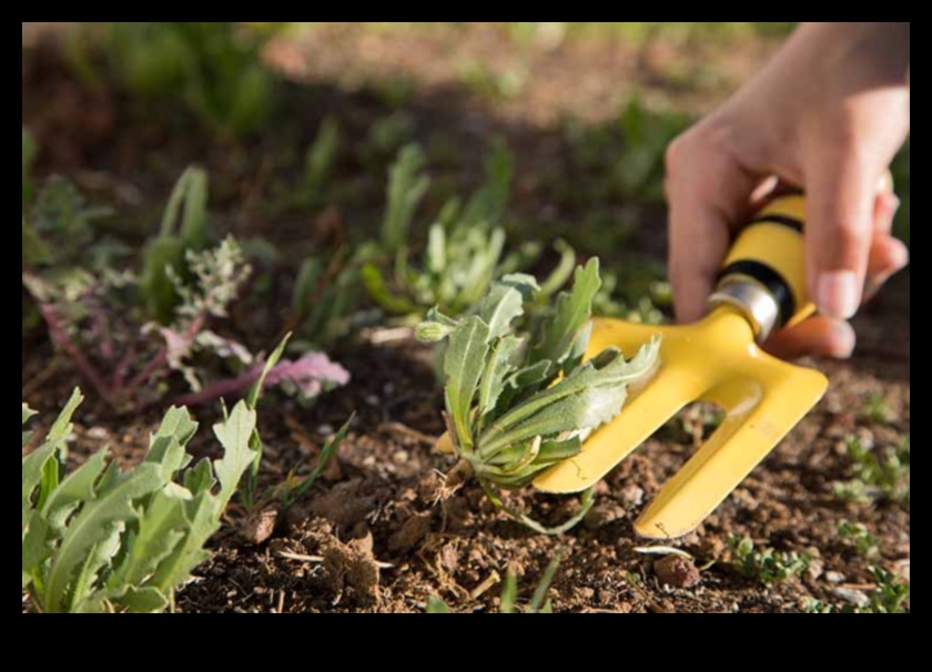 Dig, Plant, Grow: Essential Garden Tools for Success