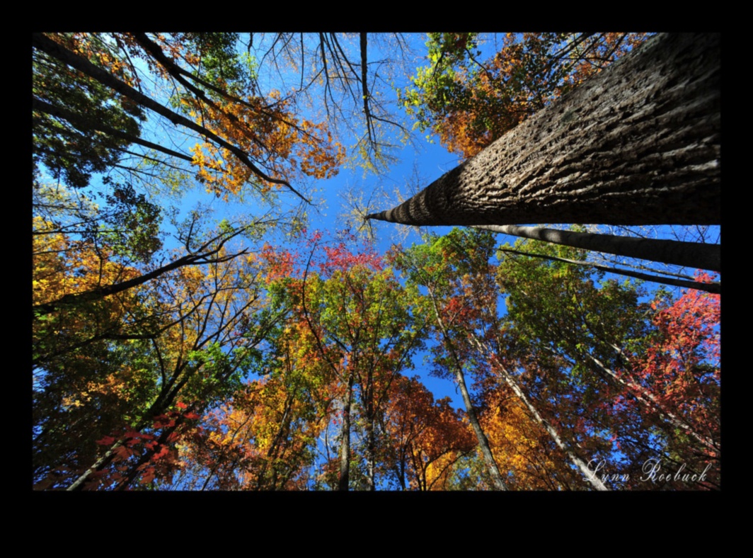 Nature's Sanctuary II: Further Exploration of Ecological Reserves