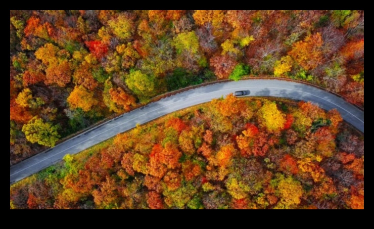 Autumnal Palette: Reveling in the Colors of Fall