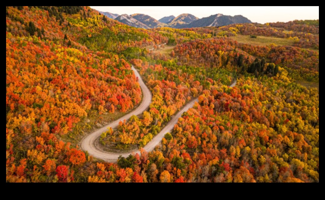 Autumnal Palette: Reveling in the Colors of Fall