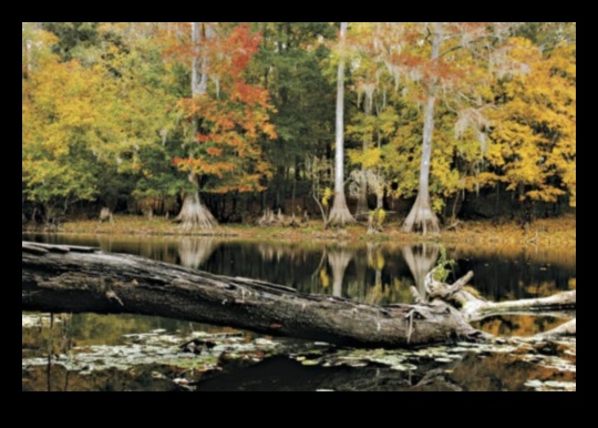 Fall Foliage A Visual Feast 1