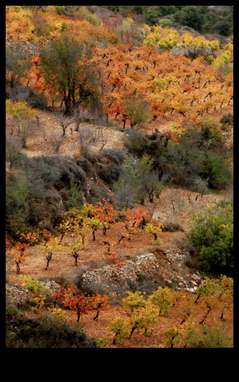 Autumn's Palette: Admiring the Richness of Fall Colors