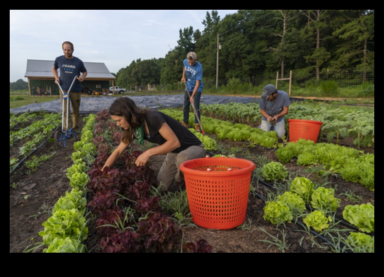 Fields of Abundance: Farmland and Crop Fields in Focus