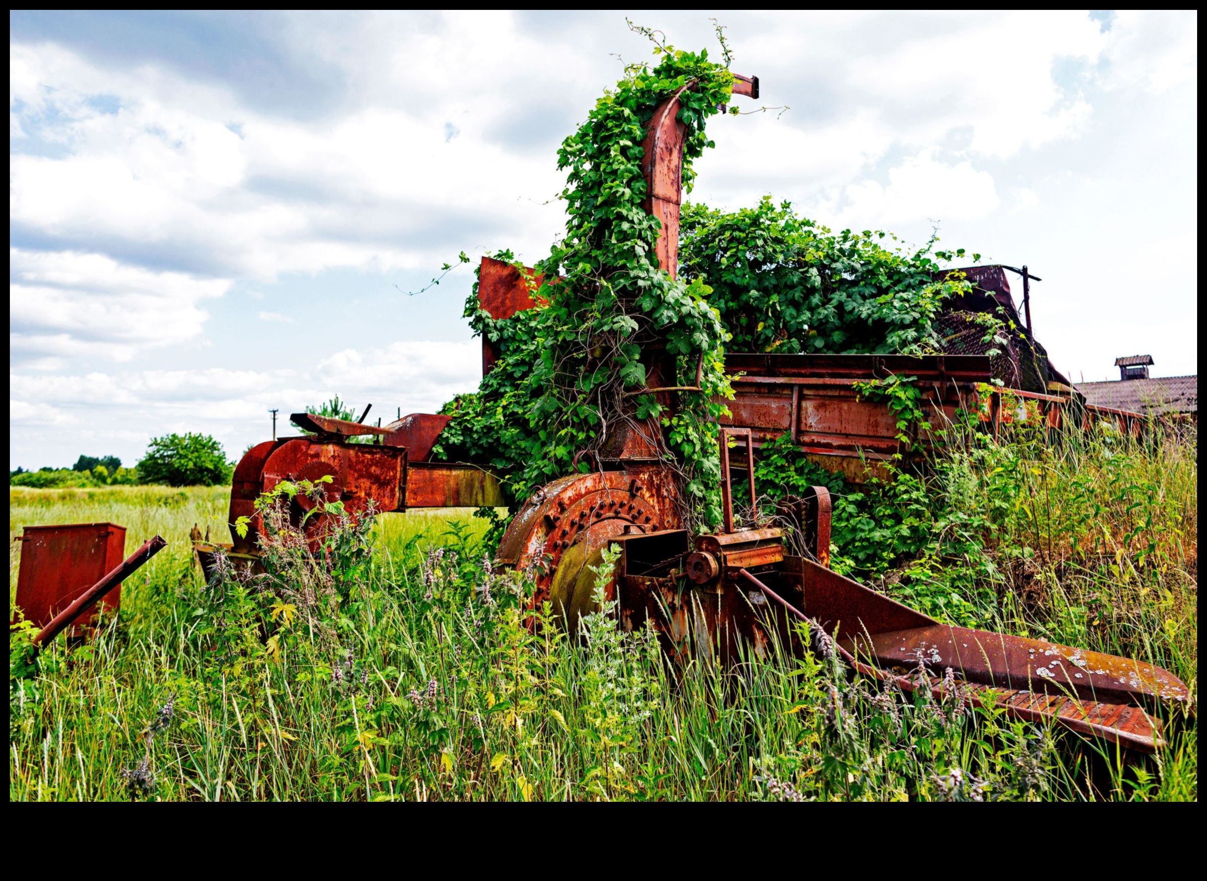Fields of Abundance: Farmland and Crop Fields in Focus