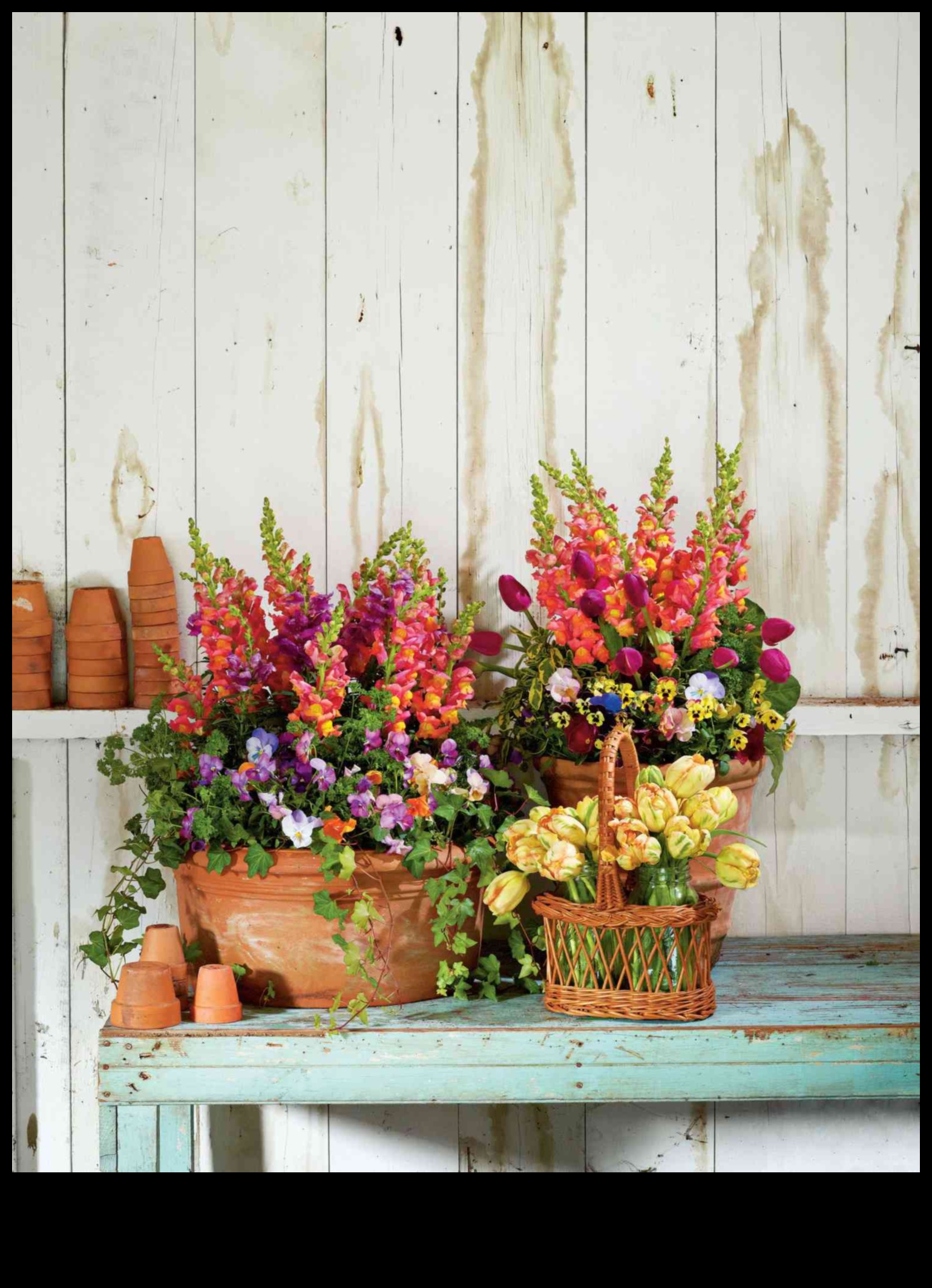 Floral Symphony: Harmonizing Colors in Container Gardens
