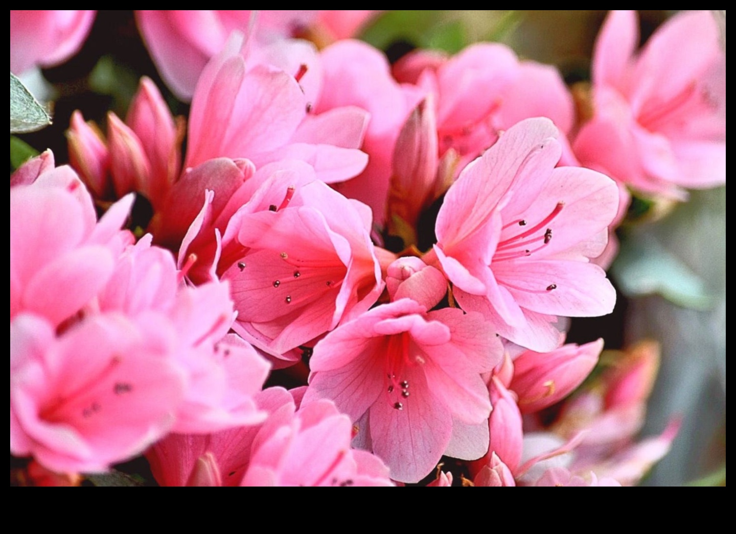 Floral Symphony How to Harmonize Nature with Thoughtful Garden Maintenance 2 Floral Symphony: Harmonizing Nature with Thoughtful Garden Maintenance