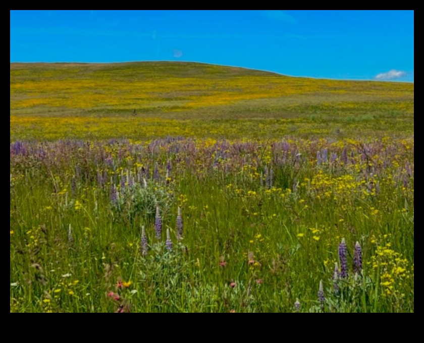 Flourishing Fields A Tapestry of Colors in Horticulture 2 Flourishing Fields: Horticulture's Tapestry of Colors