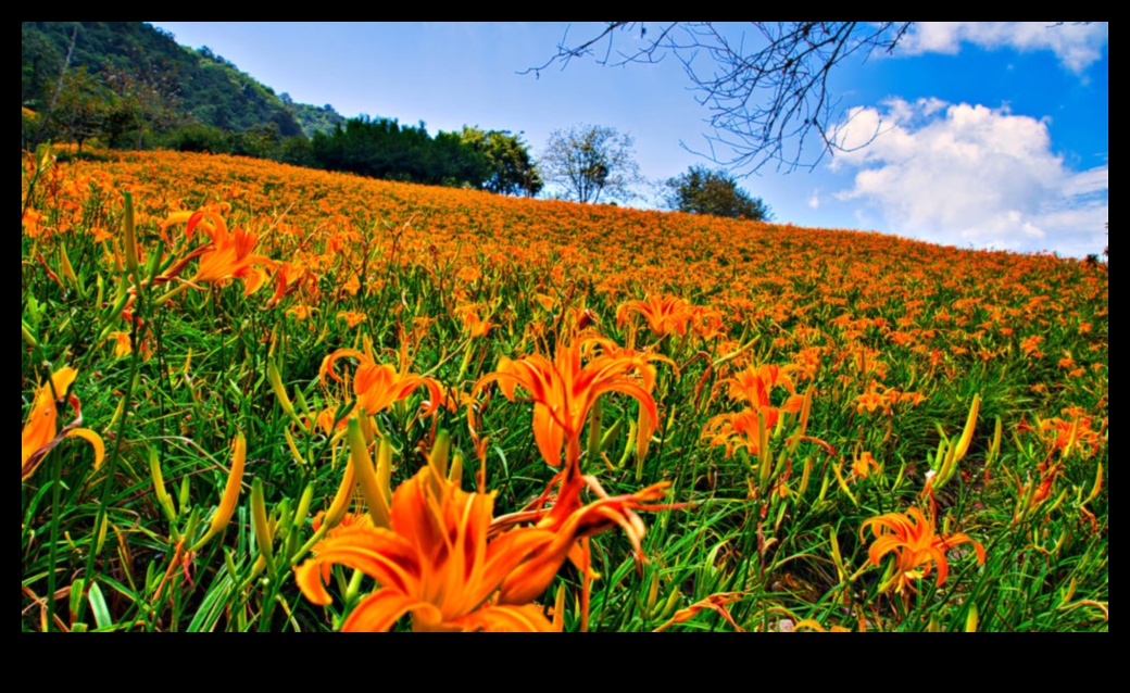 Flourishing Fields A Tapestry of Colors in Horticulture 4 Flourishing Fields: Horticulture's Tapestry of Colors