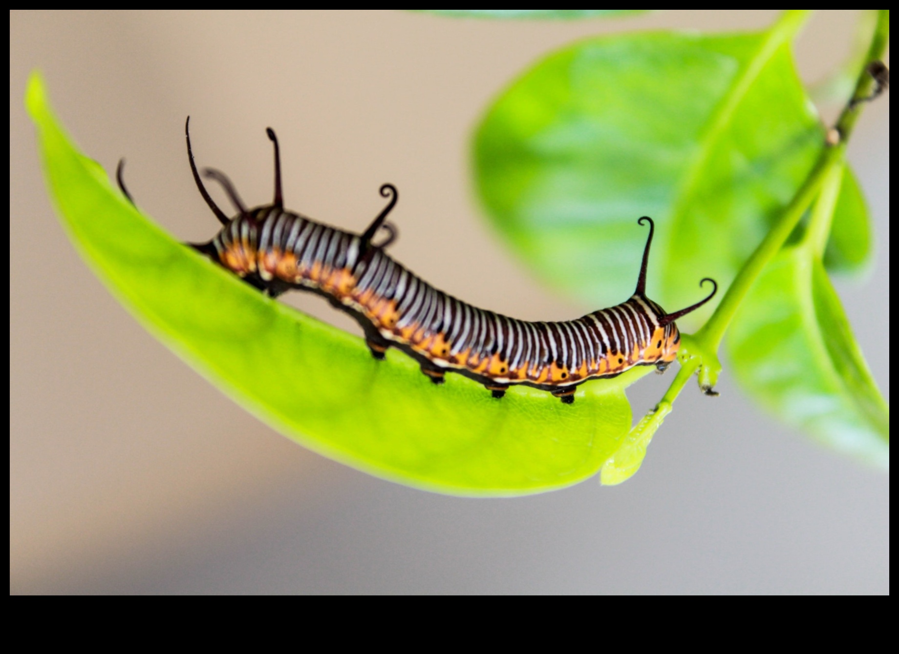 Garden Warfare: Winning the Battle Against Pests