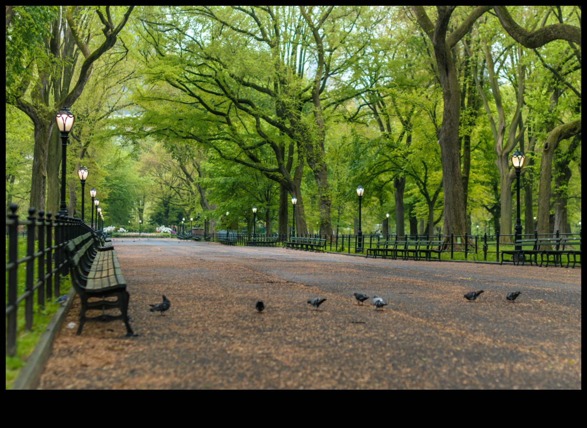 Green Oases Nature's Refuges in the City 2 Green Oases Revisited: Parks and Gardens Through Different Lenses
