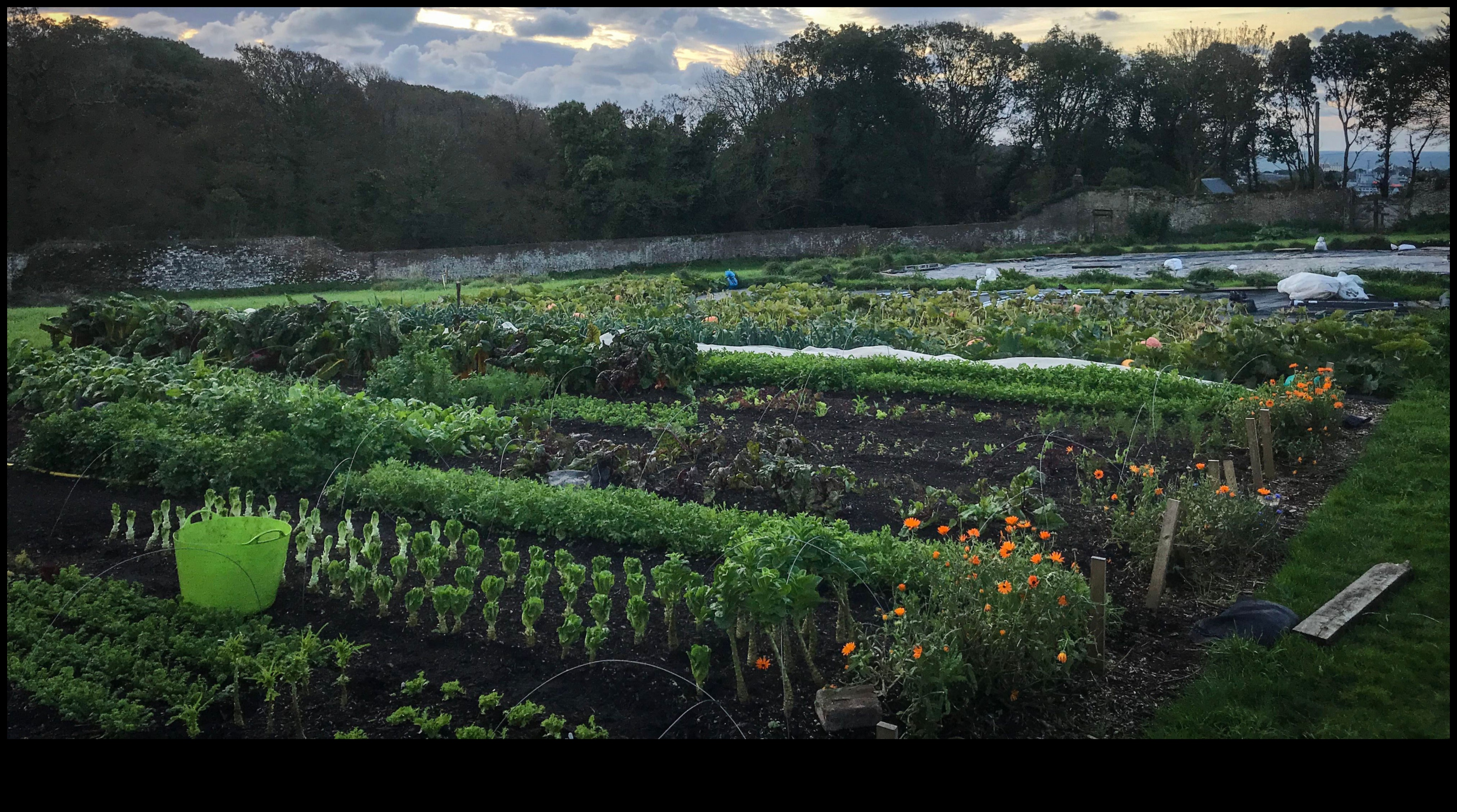 Greener Pastures: Nurturing Nature with Horticulture