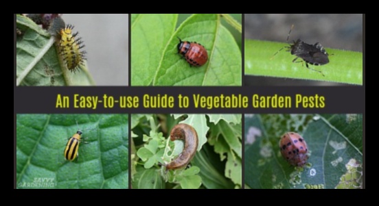 Greens Guardian A Guide to Dealing with Common Garden Pests 1