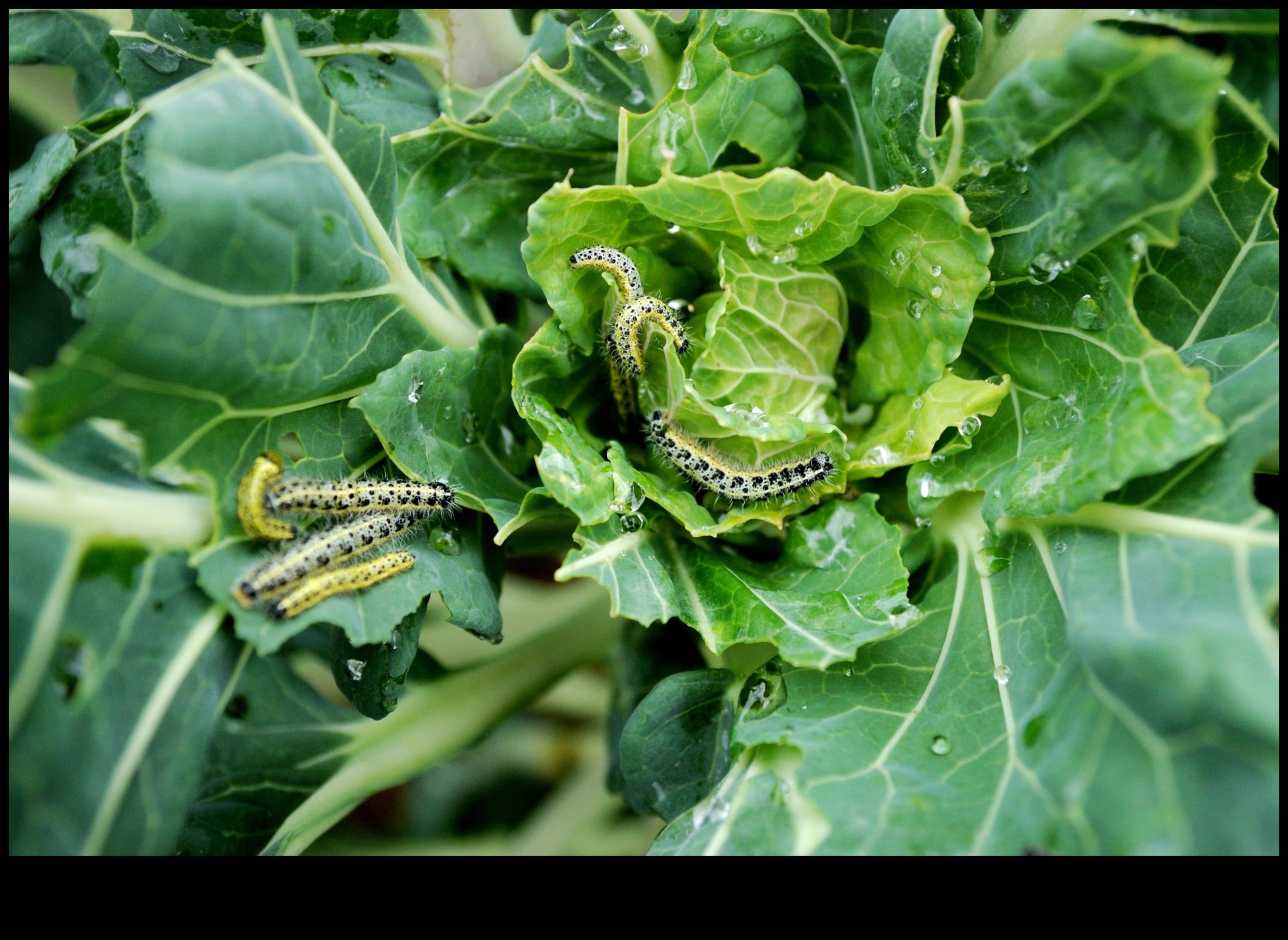 Greens Guardian A Guide to Dealing with Common Garden Pests 4 Greens Guardian: Navigating Troublesome Garden Pests