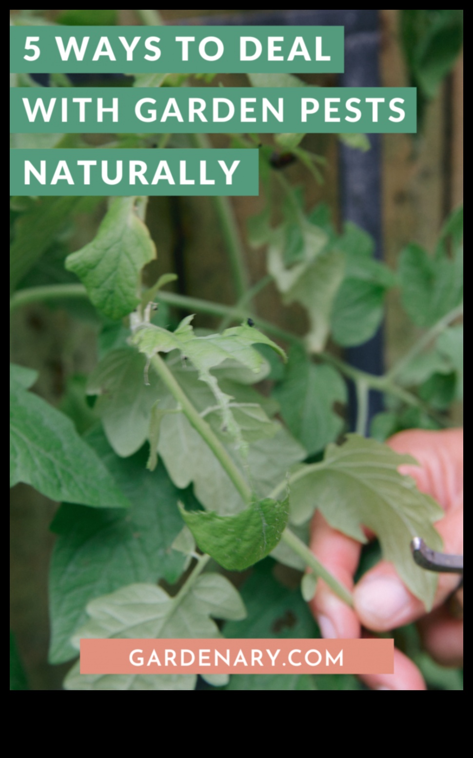 Greens in Peril 5 Tactical Tips for Garden Pest Control 1 Greens in Peril? Tactical Tips for Garden Pest Control