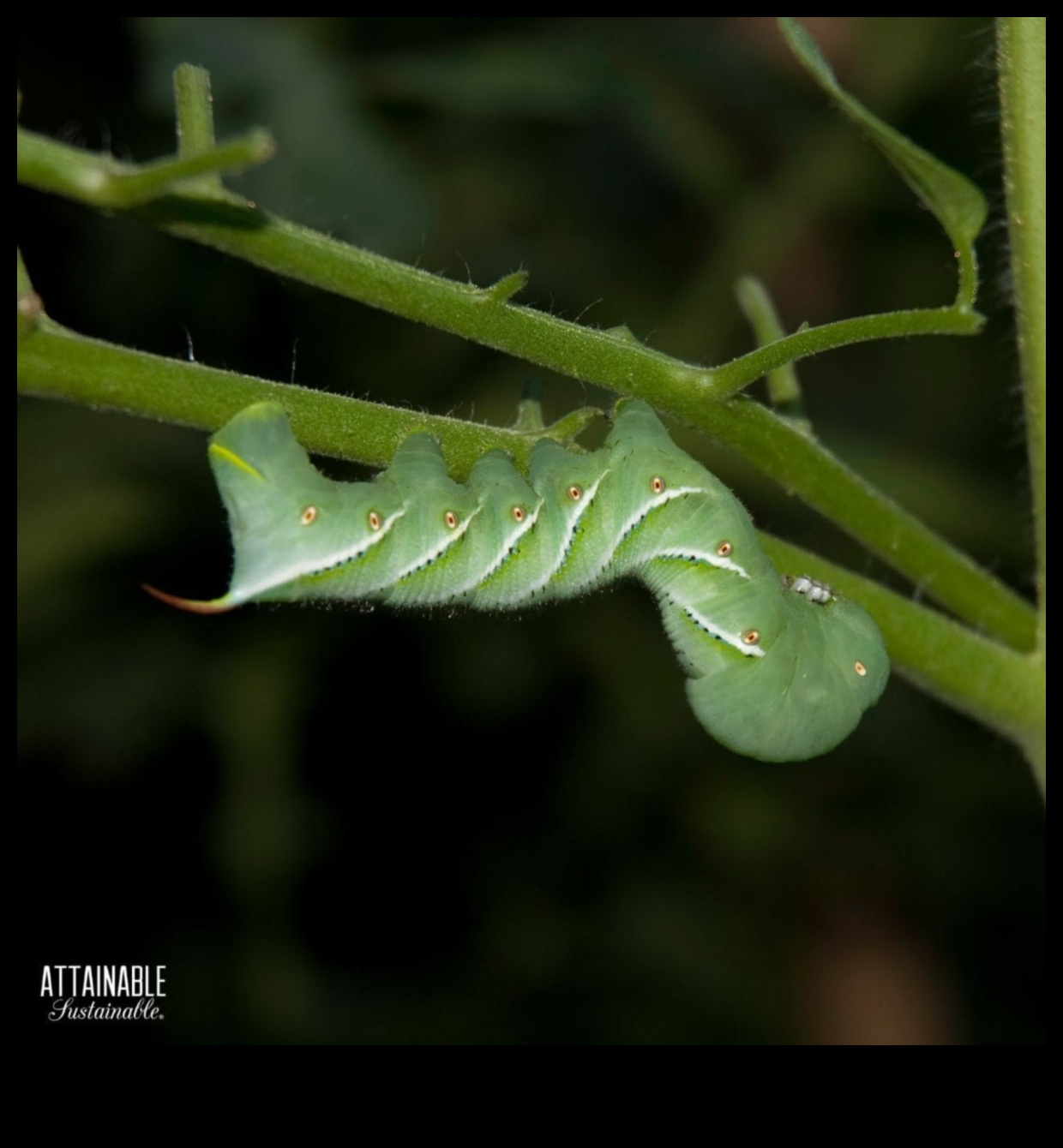 Greens in Peril Master the Art of Garden Pest Defense 2 Greens in Peril? Mastering the Art of Garden Pest Defense