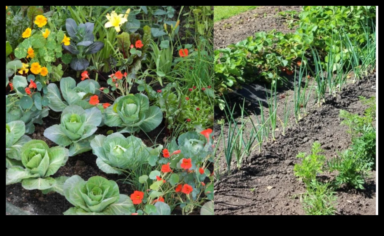 Harmonious Gardens: Unveiling the Magic of Companion Planting