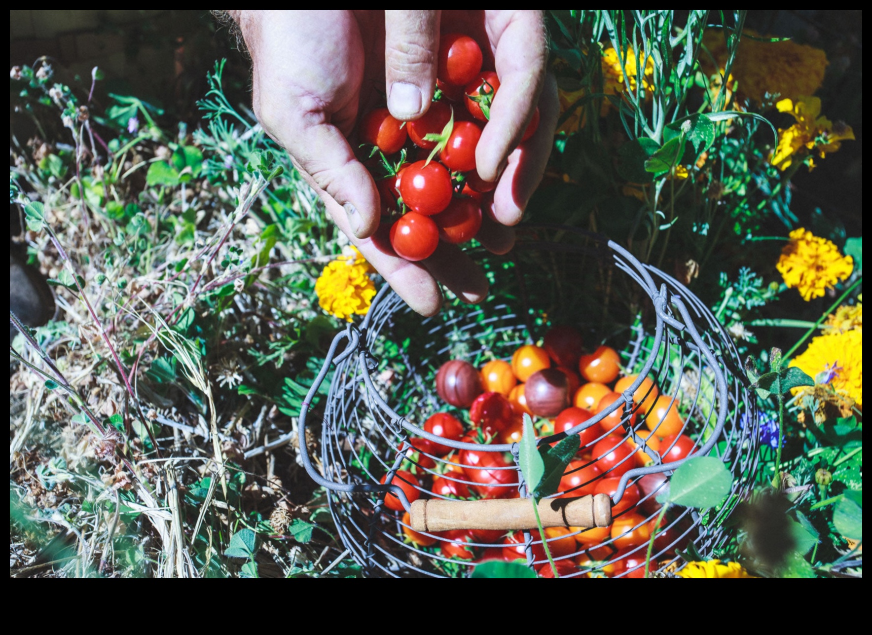 Harvest Happiness: Practical Tips for a Bountiful Garden