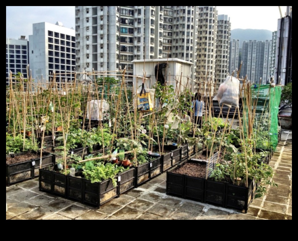 High-Rise Haven: Urban Gardening Delights Above the City