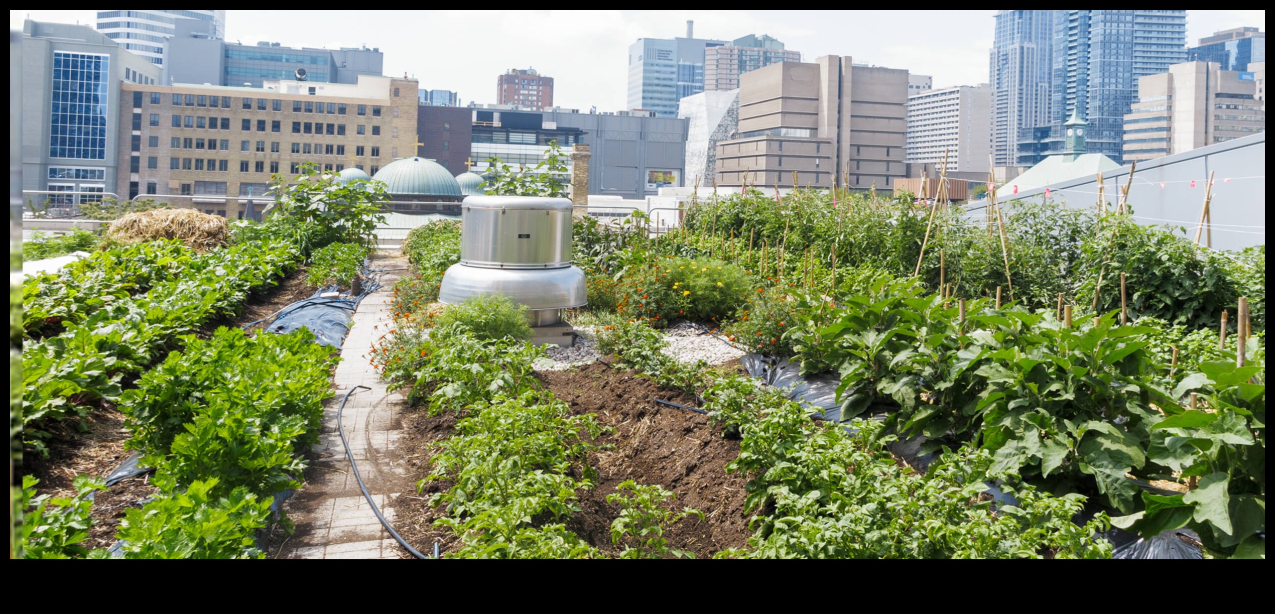 High-Rise Horticulture: Urban Gardening Delights Above the City