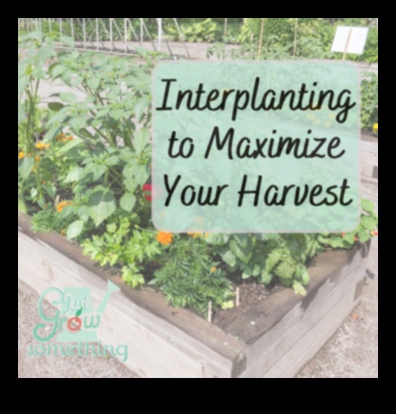 Horticultural Horizons: Exploring Garden Education Depths