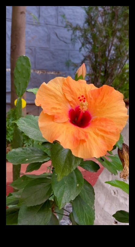 Houseplant Harmony: Indoor Gardening for Serenity