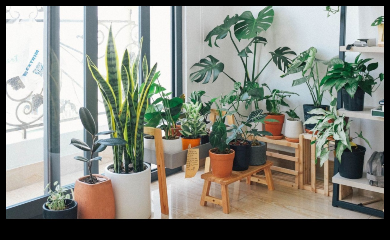 Houseplant Haven: Unlocking the Secrets of Indoor Gardening