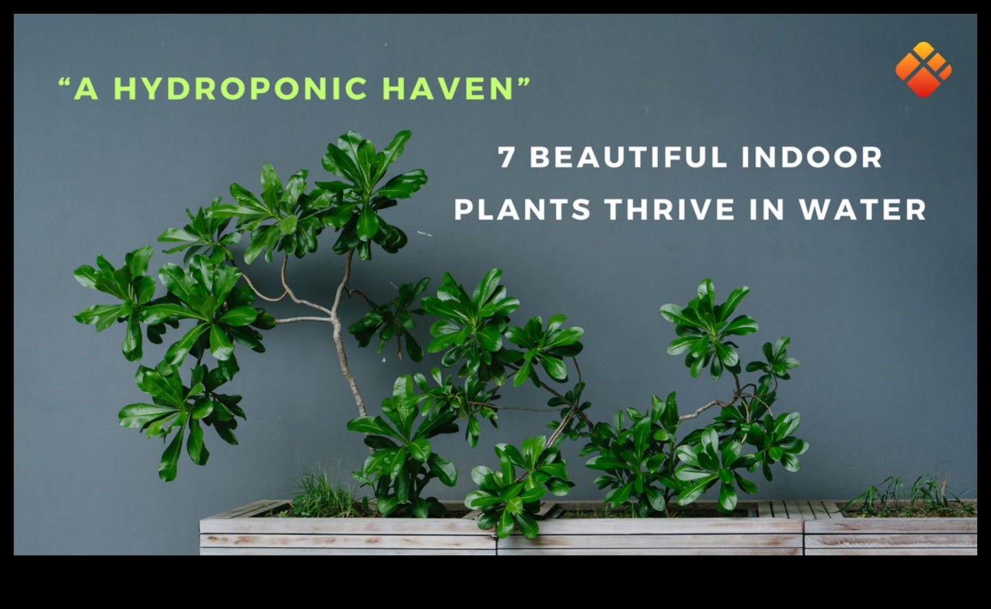 Houseplant Haven: Unlocking the Secrets of Indoor Gardening