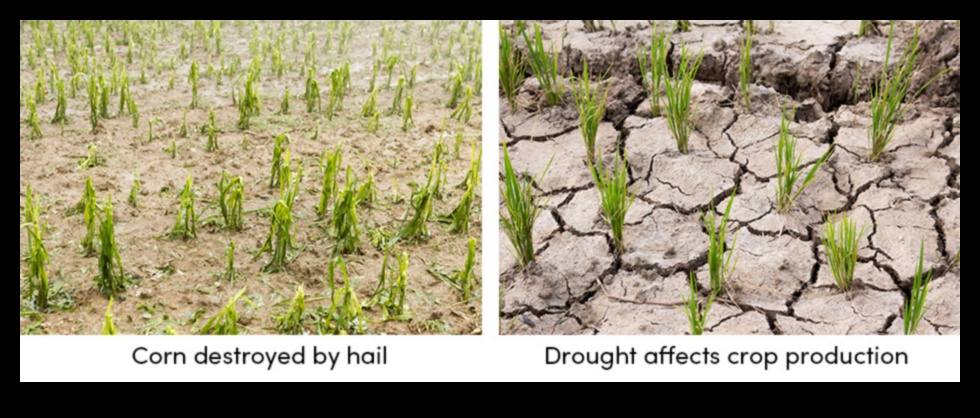 How Weather Affects Crop Yields 2 How do different weather patterns impact the agricultural productivity of landscapes?