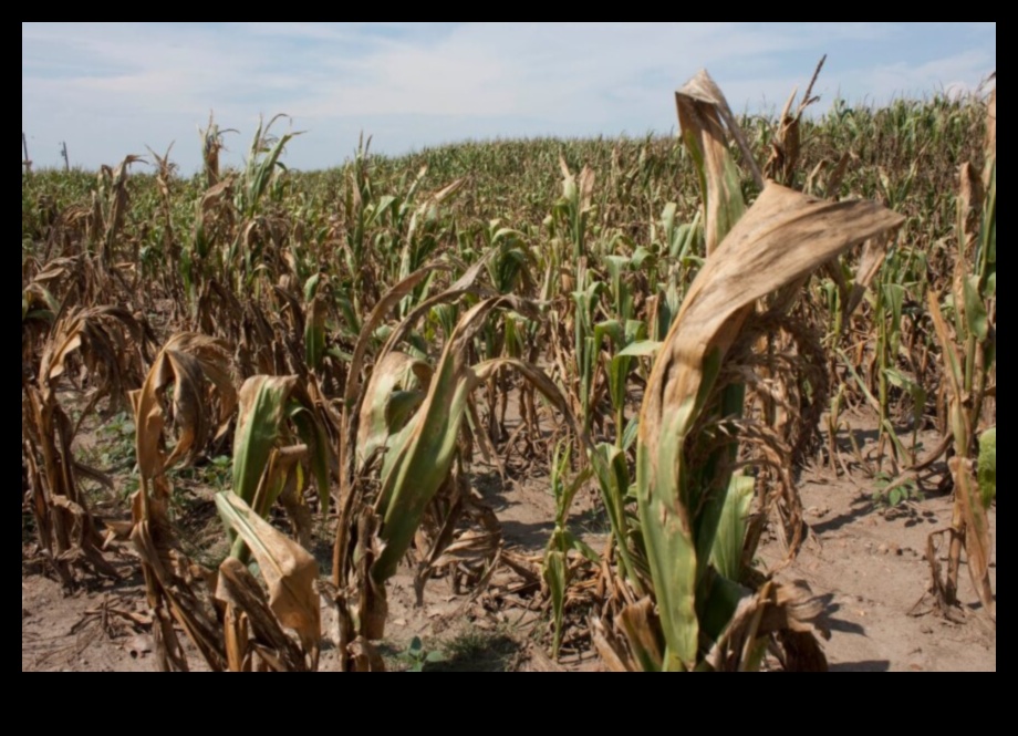 How Weather Affects Crop Yields 3 How do different weather patterns impact the agricultural productivity of landscapes?
